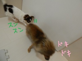 DSCN0571.jpg