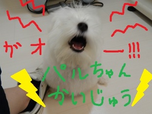 DSCN0940.jpg