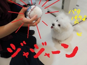 DSCN0950.jpg