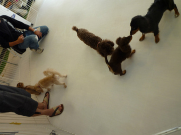 P1090917.jpg